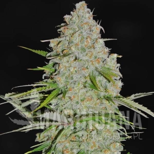 AK47 F1