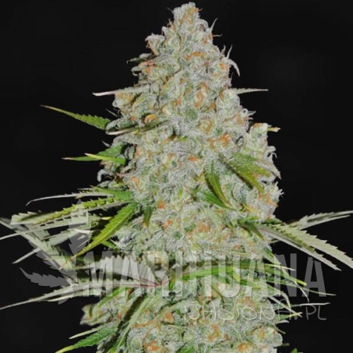 ak47-f1-taniesianie.jpg