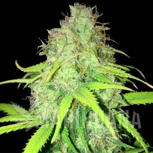 AK-59 Auto
