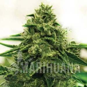 Amnesia F1