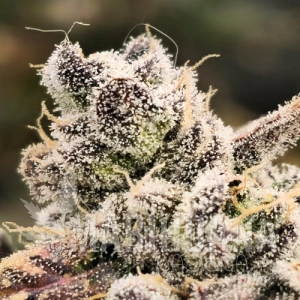 Blackberry Moonrocks