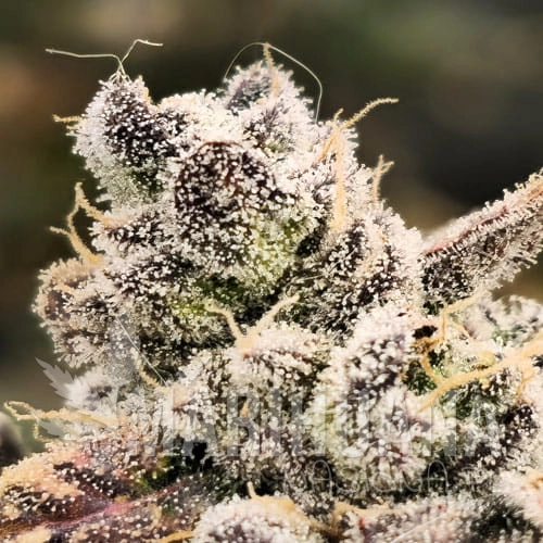 blackberry-moonrocks.jpg