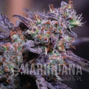 Blackberry Moonrocks Auto
