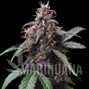 Blue Amnesia Auto