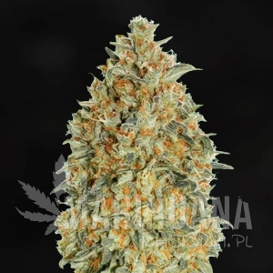 Blue Gorilla Auto