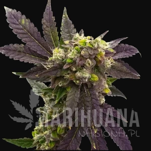 Blueberry x Big Devil Auto
