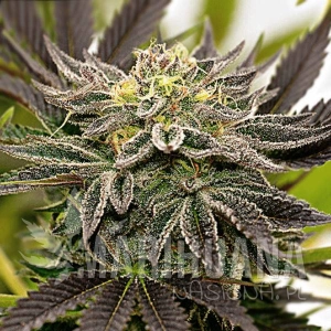 Blueberry x Mazar Auto