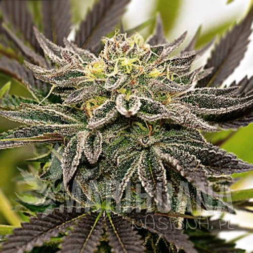 blueberry-x-mazar-auto-taniesianie.jpg