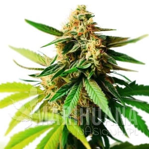 Citronella Sunrize Auto