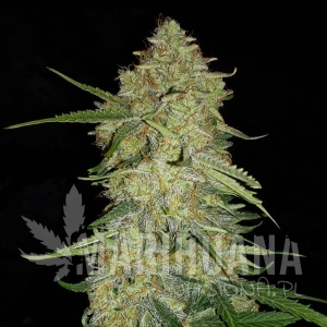 Critical F1