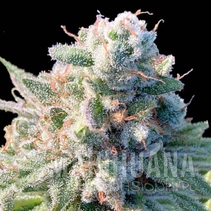 DMT Auto