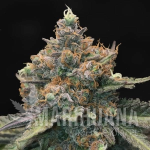 Fat Bastard Auto