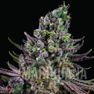 Zookies