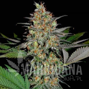 White Widow x AK47 Fast Version