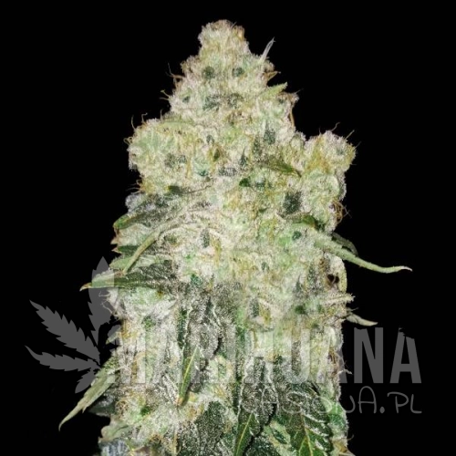 white-widow-f1-taniesianie.jpg