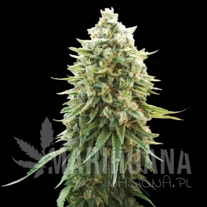White Russian F1