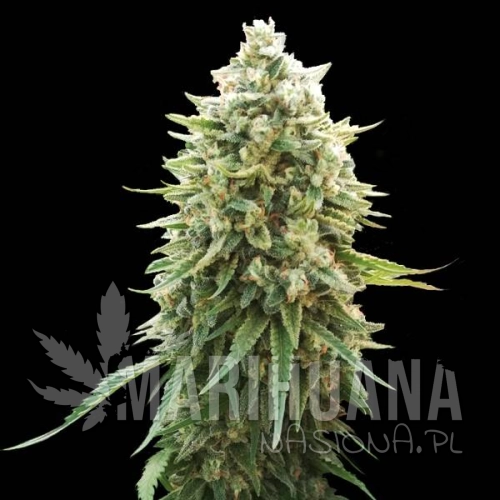 white-russian-f1.jpg