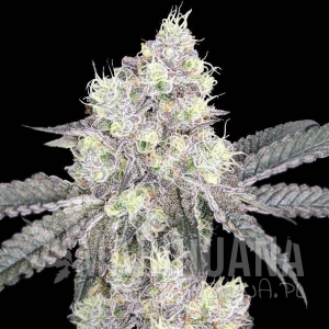 White LSD Auto