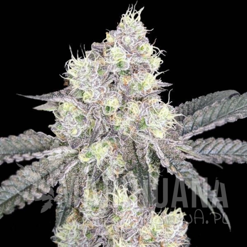 white-lsd-auto-taniesianie.jpg