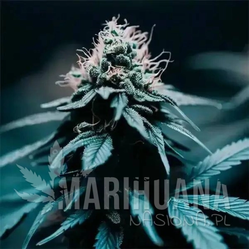 Strawberry-haze-f1-auto.jpg