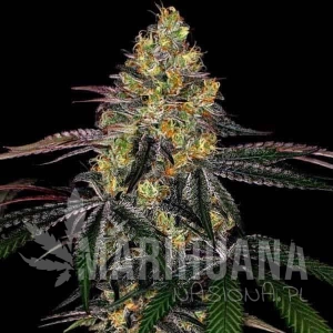 Watermelon Zkittlez Fast Version