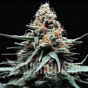 Watermelon Zkittlez Auto