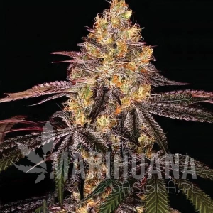Watermelon OG Auto