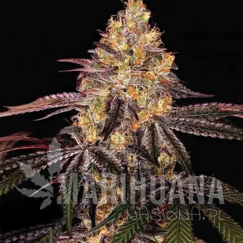 watermelon-og-auto-taniesianie.jpg