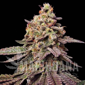 Watermelon F1