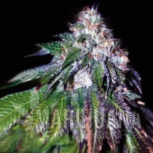 Sour Mac F1