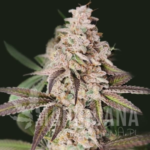 Slurricane