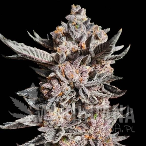 RS11 x Apple Fritter
