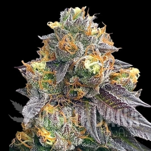 Red Strawberry Banana Auto