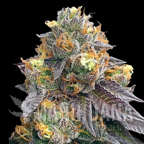 red-straweberry-banana-auto.jpg