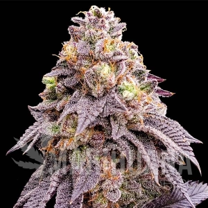 Purple Punch F1
