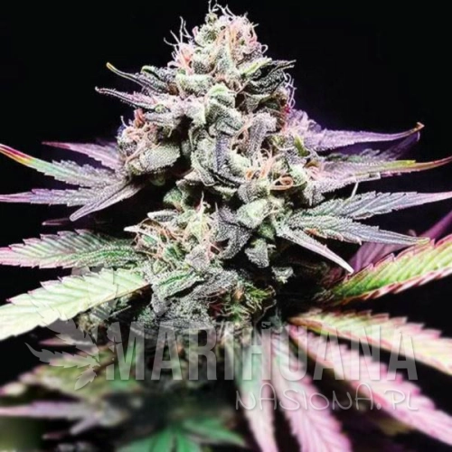 Tangie-Purple-Punch-taniesianie.jpg