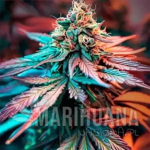 Sweet Afghan Delicious F1 Auto