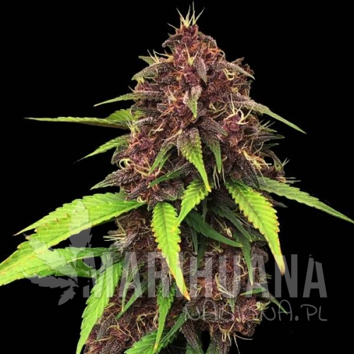 purple-kush-f1.jpg