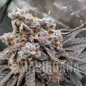 Pineapple Fruz