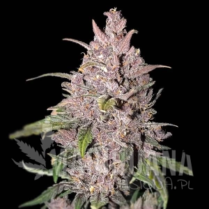 Strawberry Pie Auto