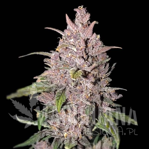 strawberry-pie-auto-taniesianie.jpg