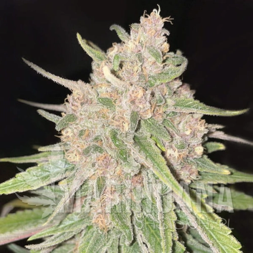 penaut-butter-breath-auto-taniesianie.jpg