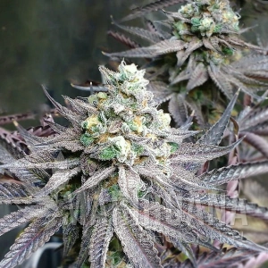 Peanut Butter Breath