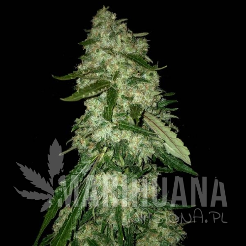 og-kush-f1.jpg