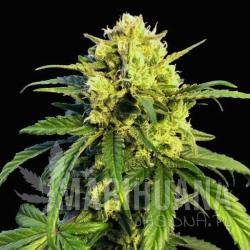 northern-lights-x-mazar-auto-taniesianie.jpg