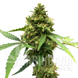 Northern Lights x Big Bud Auto