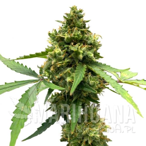 northern-lights-x-big-bud-auto-taniesianie.jpg