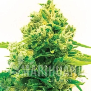 Northern Lights #10