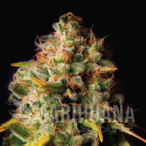 Northern Light x Big Bud