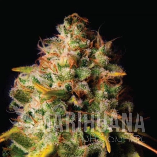 northern-lights-x-big-bud-taniesianie.jpg